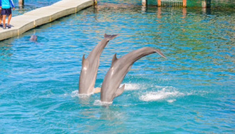 Dolphin Primax Xcaret